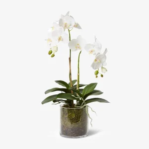 Phalaenopsis Orchid in White
