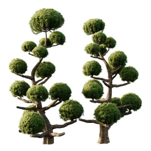 Boxwood Hedge Set – 2 Gallon, 12-15 inches Tall, Dense Growth