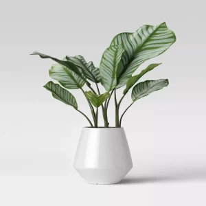 Peperomia Obtusifolia Houseplant