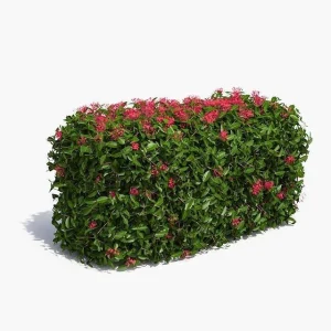 Japanese Holly Hedge – 3 Gallon, 18-24 inches Tall, Glossy Leaves