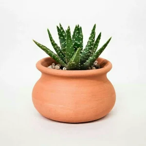Blue Agave Cactus – 6-inch Pot, Striking Blue-Green Leaves, Easy Care
