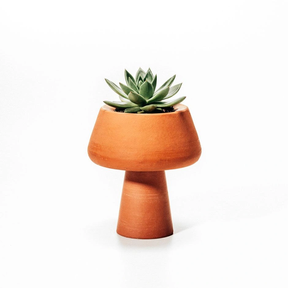 Desert Rose Succulent – 4-inch Pot, Rosy Red Tips, Drought Tolerantthumbnail 