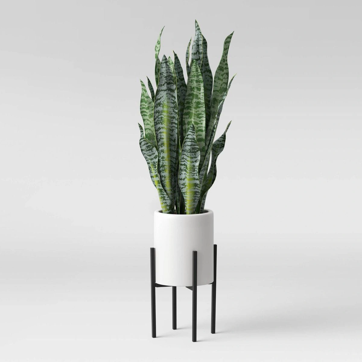 Silver Frost Air Plant – 7-inch, Unique Silvery Leaves, Perfect for Terrariumsthumbnail 