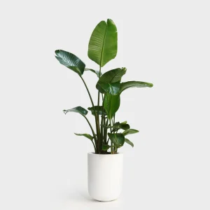 Jikoku Wood Base - pale whitewash