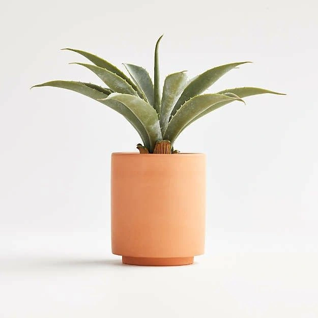 Tropical Tillandsia Duo – Medium Size, 6-8 inches, No Soil Requiredthumbnail 