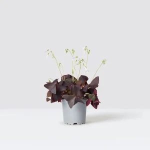 Oxalis Houseplant in Stone Pot