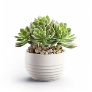 Artificial Succulents in Concrete Pot