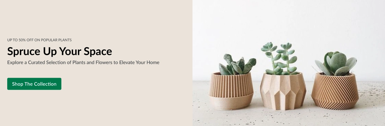 https://flower.revoapps.id/wp-content/uploads/revo-woocommerce-theme/theme/images/plant_image_1.webp